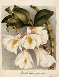 Dendrobium Formosum, c.1839