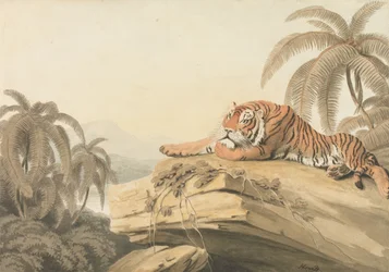 A Tiger Resting: the frontispiece for "Oriental Field Sports"