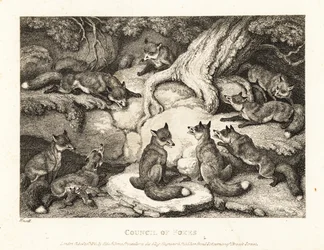 A pack of foxes meeting in a forest