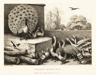 A peacock chosen king of the farm birds. 1811