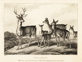 A stag with does and fawns