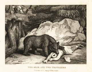 A traveller in turban plays dead while attacked by a bear