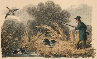 Duck Shooting