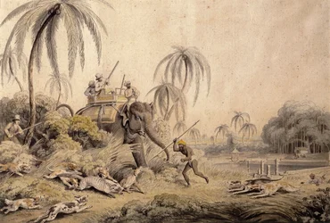 Hunting Kuttauss or Civet Cat