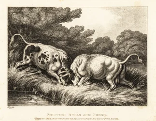 Two Bulls Locking Horns Near a Pond Full of Frogs