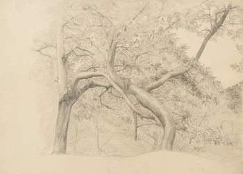 A thicket of trees in foliage