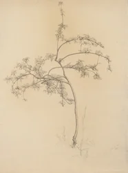 Flowering tree