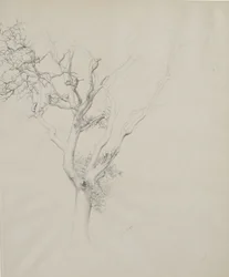 Tree study