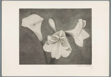 Amaryllis and Calla Lily