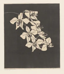 Orchids