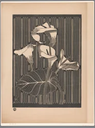 Calla Lilies