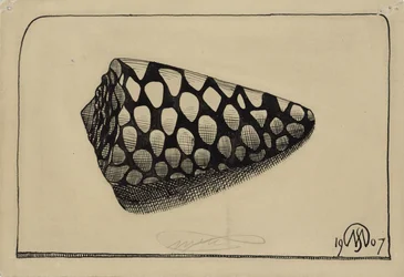 Shell, Facing Right