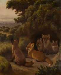 A litter of Fox Cubs