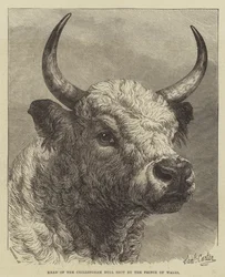 Head of the Chillingham Bull Shot by the Prince of Wales