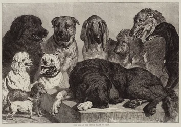 Prize Dogs at the Crystal Palace Dog Show