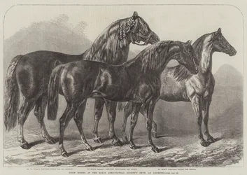 Prize Horses at the Royal Agricultural Society