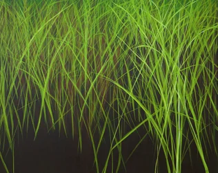 Fresh Grass, 2016