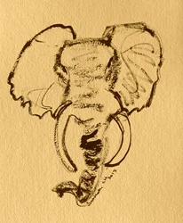African Elephant Sketch