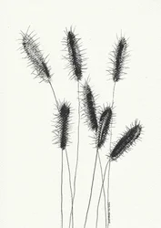 Delicate Spiked Grass