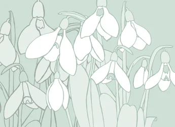 Snowdrops, 2017