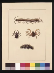 Insects of New South Wales. Now known as Common centipede, Spider genus Isopeda, Soldier Crab, Caterpillar
