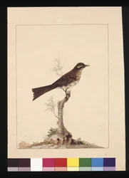 Yellowed-eared Flycatcher: Now known as a Yellow-faced Honeyeater