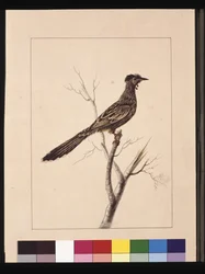 Wattled Bee Eater, now known as a Red Wattlebird