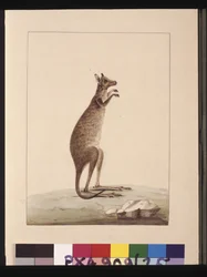 A Kangaroo. Now Known as a Kangaroo. Appears to be a Sarah Stone Copy of a Charles Catton Junr. Plate