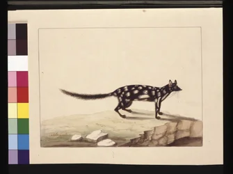 A Tapoa Tafa: Now known as a Dasyurus Quoll