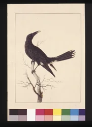 White, Vented Crow, now known as a Pied Currawong