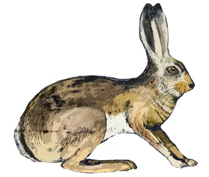 Hare, 2024