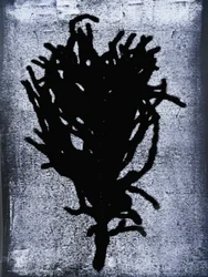 Black Fern