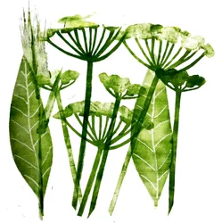 Cow Parsley in Green