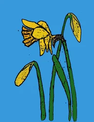 Daffodils