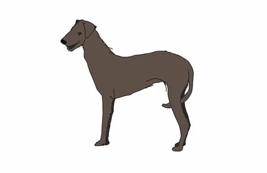Hound, 2018