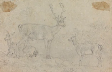 A Buck and Two Deer