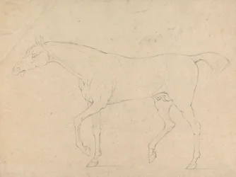 A Horse