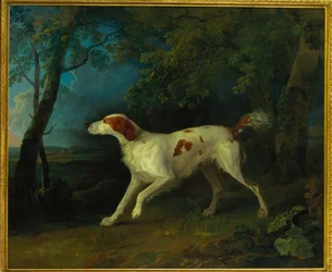 A brown and white setter in a wooded landscape