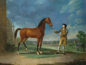 An Arab stallion held by a groom