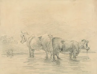 Cattle