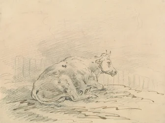 Cow Lying Next to a Fence