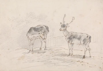 Doe and Buck