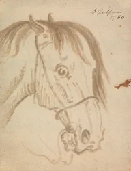 Head of a Horse