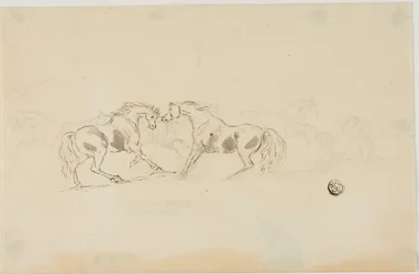 Horses Fighting