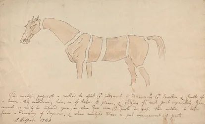 Parts of the Properly Proportioned Horse