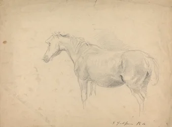 Sketch of a Horse