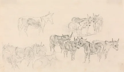 Studies of Donkeys