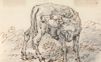 Study of a Calf