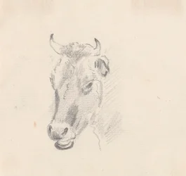 Study of a Cow