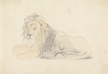 Study of a Lion